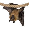 Fruit bat aka chiroptera on white background