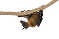 Fruit bat aka chiroptera on white background