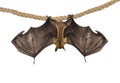 Fruit bat chiroptera on white background