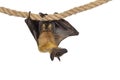 Fruit bat chiroptera on white background