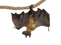 Fruit bat chiroptera on white background