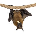 Fruit bat chiroptera on white background