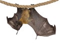 Fruit bat chiroptera on white background