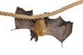 Fruit bat chiroptera on white background