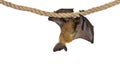 Fruit bat chiroptera on white background