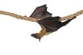 Fruit bat chiroptera on white background