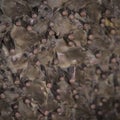 Fruit bat colony