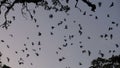 Fruit bat (flying fox) colony flying at dusk