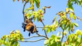 Fruit bat, flying fox flying dog hanging upside on a tree, Maldives. Royalty Free Stock Photo