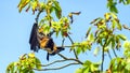 Fruit bat, flying fox flying dog hanging upside on a tree, Maldives. Royalty Free Stock Photo