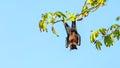 Fruit bat, flying fox flying dog hanging upside on a tree, Maldives. Royalty Free Stock Photo