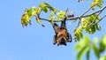 Fruit bat, flying fox flying dog hanging upside on a tree, Maldives. Royalty Free Stock Photo