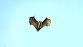 Fruit bat, flying fox flying dog flying, Maldives. Royalty Free Stock Photo