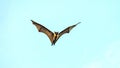 Fruit bat, flying fox flying dog flying, Maldives. Royalty Free Stock Photo