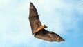 Fruit bat, flying fox flying dog flying, Maldives. Royalty Free Stock Photo