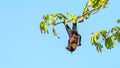 Fruit bat, flying fox flying dog hanging upside on a tree, Maldives. Royalty Free Stock Photo