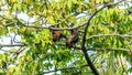Fruit bat, flying fox flying dog hanging upside on a tree, Maldives. Royalty Free Stock Photo