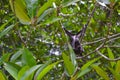 Fruit bat, flying fox, hanging upside down among green leaves on a tree, Sri Lanka