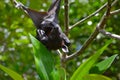 Fruit bat, flying fox, hanging upside down among green leaves on a tree, Sri Lanka Royalty Free Stock Photo