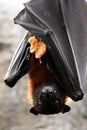 Fruit Bat with Food Royalty Free Stock Photo