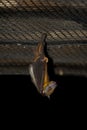 Fruit Bat Hanging
