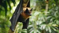 fruit bat hanging on tree in forest Royalty Free Stock Photo