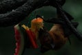 Fruit bat Megachiroptera eating an orange hanging upside down on a tree