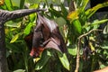 Fruit bat Megachiroptera eating watermelon. Bat Flying Fox hanging flying fox on tree branch with eyes opening and scary looking