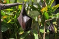 Fruit bat Megachiroptera eating watermelon. Bat Flying Fox hanging flying fox on tree branch with eyes opening and scary looking Royalty Free Stock Photo