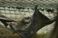 Fruit bat or a Megachiroptera (Pteropodidae) resting in a zoo cage on the blurred background