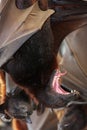 Fruit Bat Mouth Open Royalty Free Stock Photo