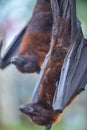 Fruit Bat Pteropus vampyrus or Large Flying Fox