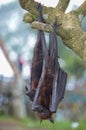 Fruit Bat Pteropus vampyrus or Large Flying Fox