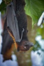 Fruit Bat Pteropus vampyrus or Large Flying Fox