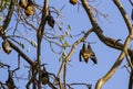 Fruit bat roosting in tree