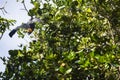 Fruit bat at the tropical islands of the Seychelles Royalty Free Stock Photo