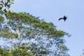 Fruit bat at the tropical islands of the Seychelles Royalty Free Stock Photo