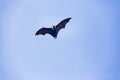 Fruit bat at the tropical islands of the Seychelles Royalty Free Stock Photo