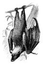 Fruit Bat, vintage illustration