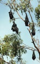 Fruit Bats 01 Royalty Free Stock Photo