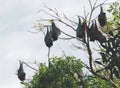 Fruit Bats Royalty Free Stock Photo