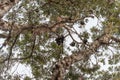 Fruit bats in Centennial park, Sydney. Australia Royalty Free Stock Photo