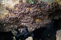 Fruit bats colony
