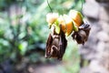 Fruit bats eating on fruit at the zoo Royalty Free Stock Photo