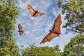 Fruit bats in flight, Sri Lanka Royalty Free Stock Photo