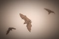 Fruit bats in flight Royalty Free Stock Photo