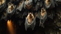 Fruit bats hanging in a dark cave illuminated by soft light Royalty Free Stock Photo