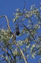 Fruit Bats Hanging in a Tree Royalty Free Stock Photo