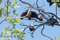 Fruit bats hanging from a tree