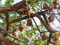 Fruit bats hanging in a tree Hwange National Park, Zimbabwe